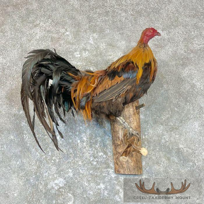 Domestic Chicken Rooster Taxidermy Mount For Sale