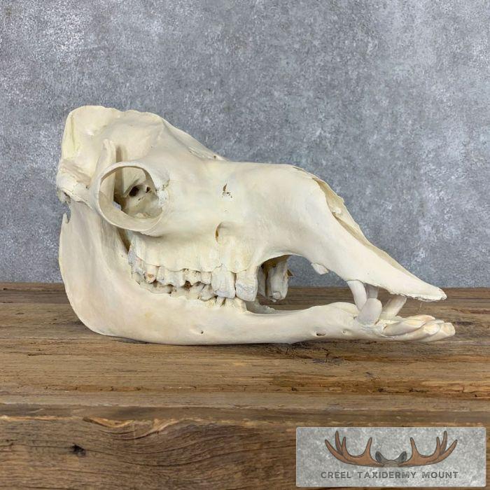 Dromedary Camel Full Skull Taxidermy Mount For Sale