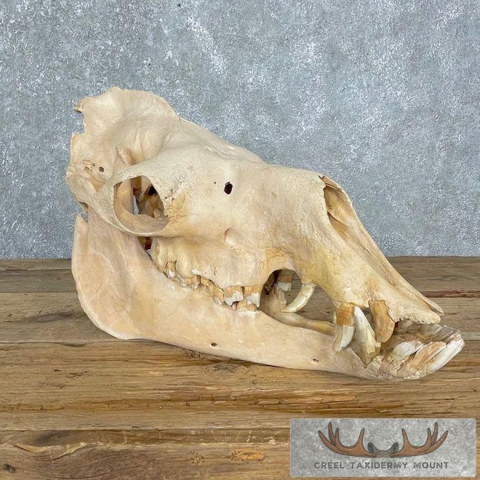 Dromedary Camel Full Skull Taxidermy Mount For Sale
