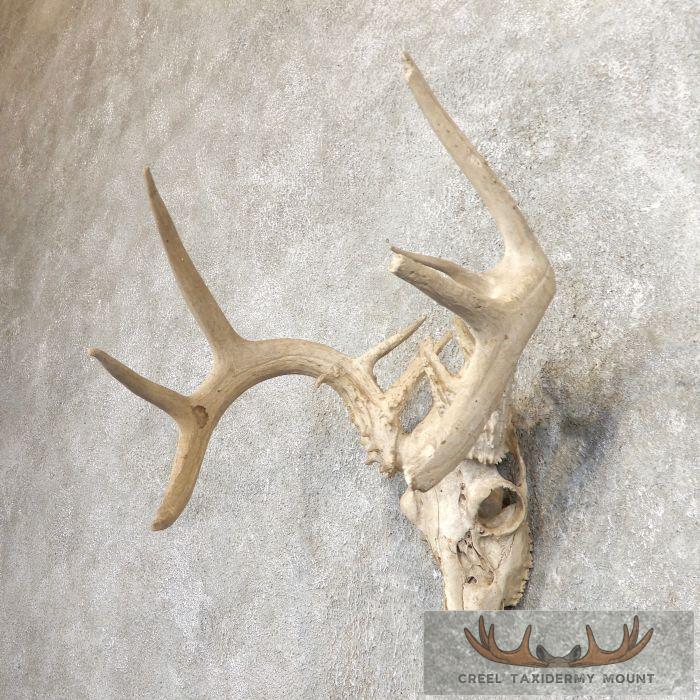 Whitetail Deer Skull European Taxidermy Mount For Sale - Image 2