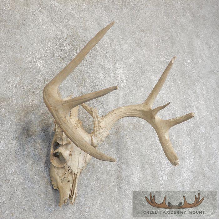 Whitetail Deer Skull European Taxidermy Mount For Sale - Image 3
