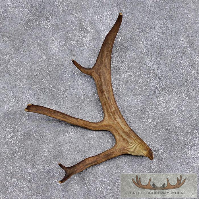 Eagle Carving on Caribou Antler