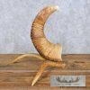 Bighorn Sheep Horn Eagle Head Carving For Sale