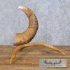 Bighorn Sheep Horn Eagle Head Carving For Sale