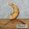 Bighorn Sheep Horn Eagle Head Carving For Sale
