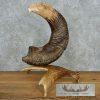 Bighorn Sheep Horn Eagle Head Carving For Sale