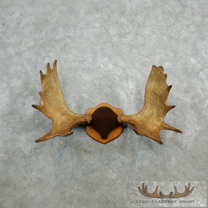 Eastern Canada Moose Taxidermy Antler Plaque For Sale