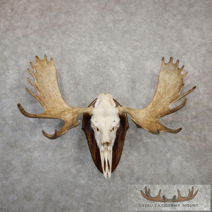Eastern Canada Moose Antler Taxidermy Plaque For Sale