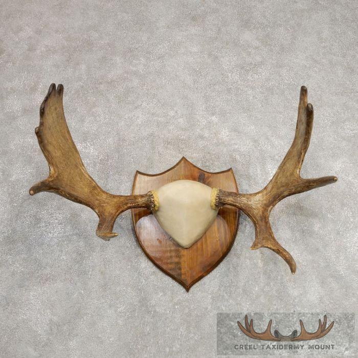 Eastern Canada Moose Taxidermy Antler Plaque For Sale