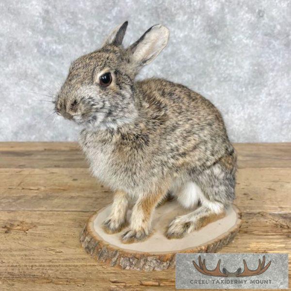 Eastern Cottontail Rabbit Life-size Taxidermy Mount For Sale