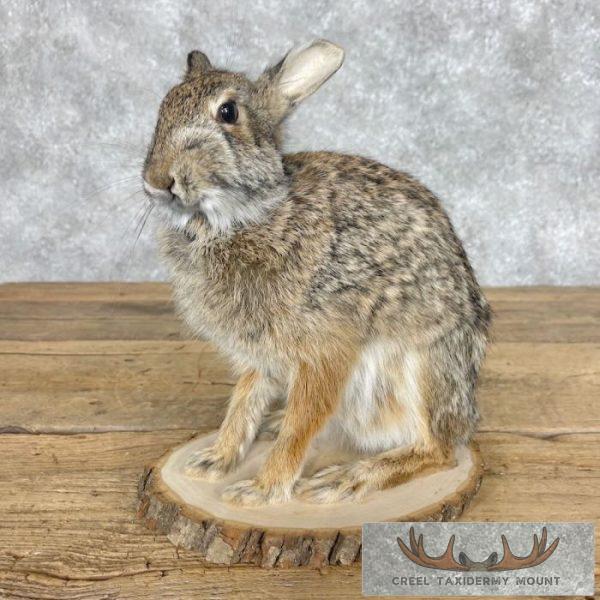 Eastern Cottontail Rabbit Life-size Taxidermy Mount For Sale