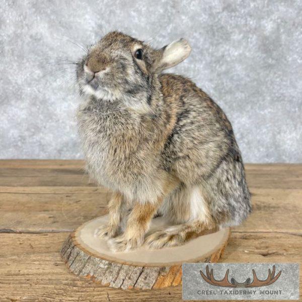 Eastern Cottontail Rabbit Life-size Taxidermy Mount For Sale
