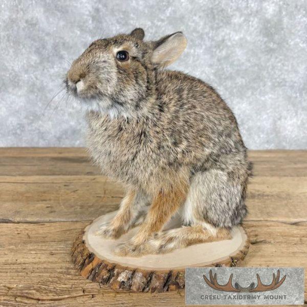 Eastern Cottontail Rabbit Life-size Taxidermy Mount For Sale