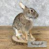 Eastern Cottontail Rabbit Life-size Taxidermy Mount For Sale