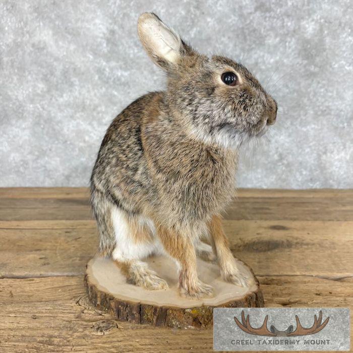 Taxidery Rabbit Eastern Cottontail Rabbit Life-size Taxidermy Mount For Sale - Creel ...