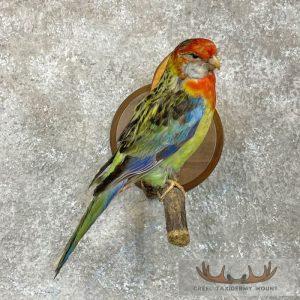 Eastern Rosella Taxidermy Bird Mount Taxidermy