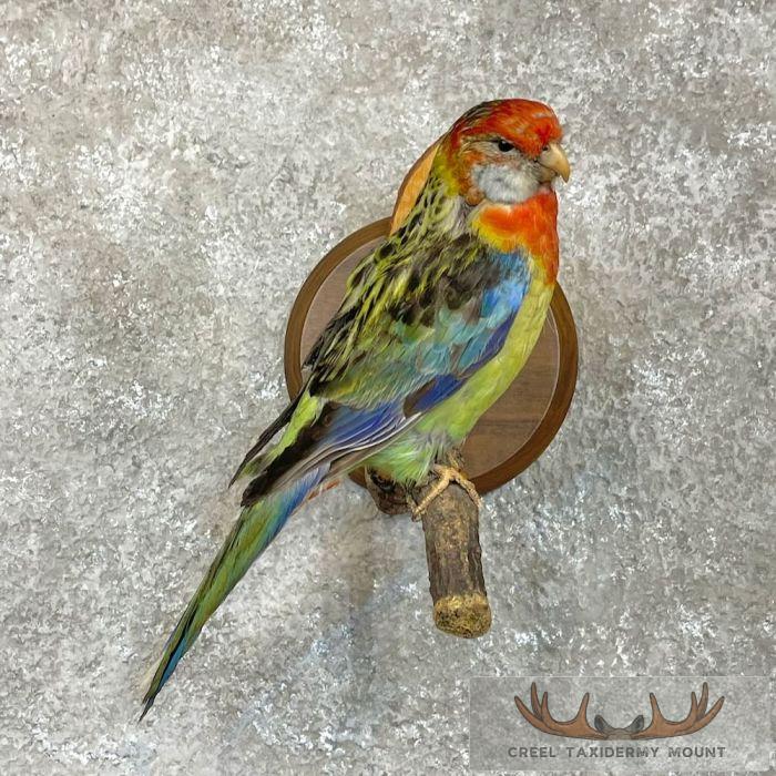 Eastern Rosella Taxidermy Bird Mount For Sale