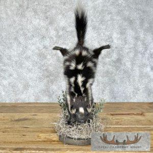 Eastern Spotted Skunk Life-Size Taxidermy Mount Taxidermy