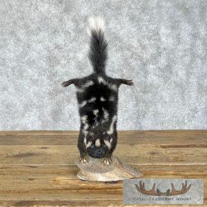 Eastern Spotted Skunk Life-Size Taxidermy Mount Taxidermy