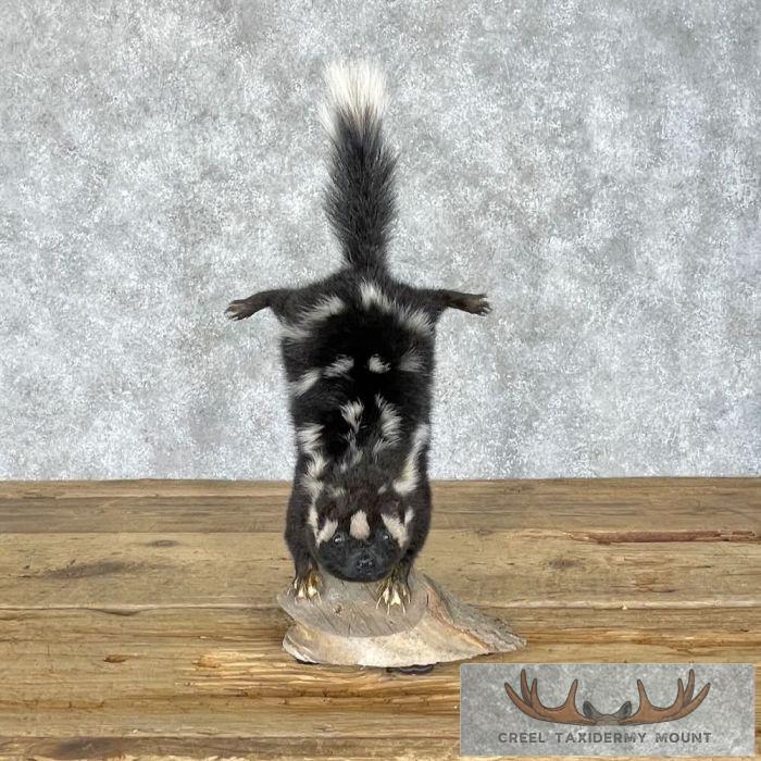 Eastern Spotted Skunk Life-Size Taxidermy Mount For Sale