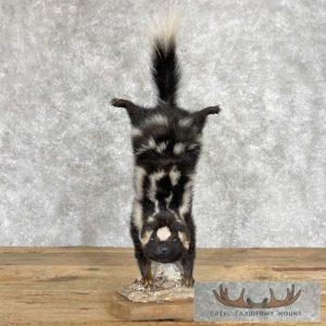 Eastern Spotted Skunk Life-Size Taxidermy Mount Taxidermy