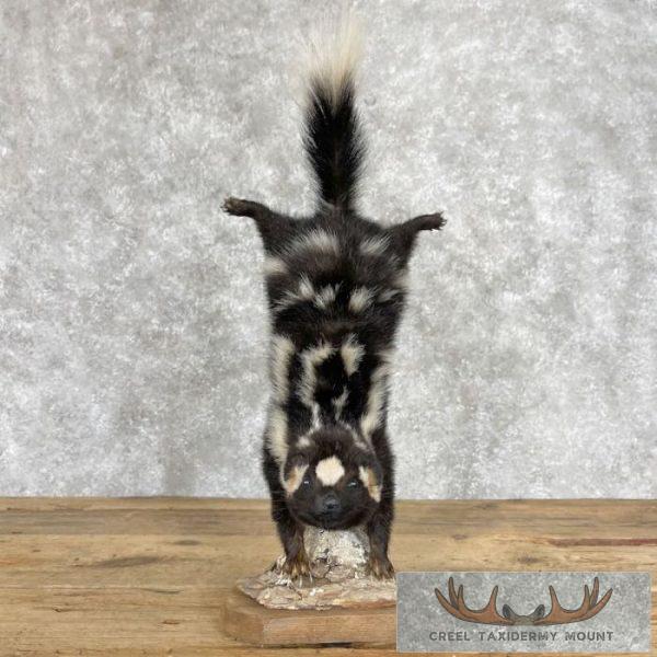 Eastern Spotted Skunk Life-Size Taxidermy Mount For Sale