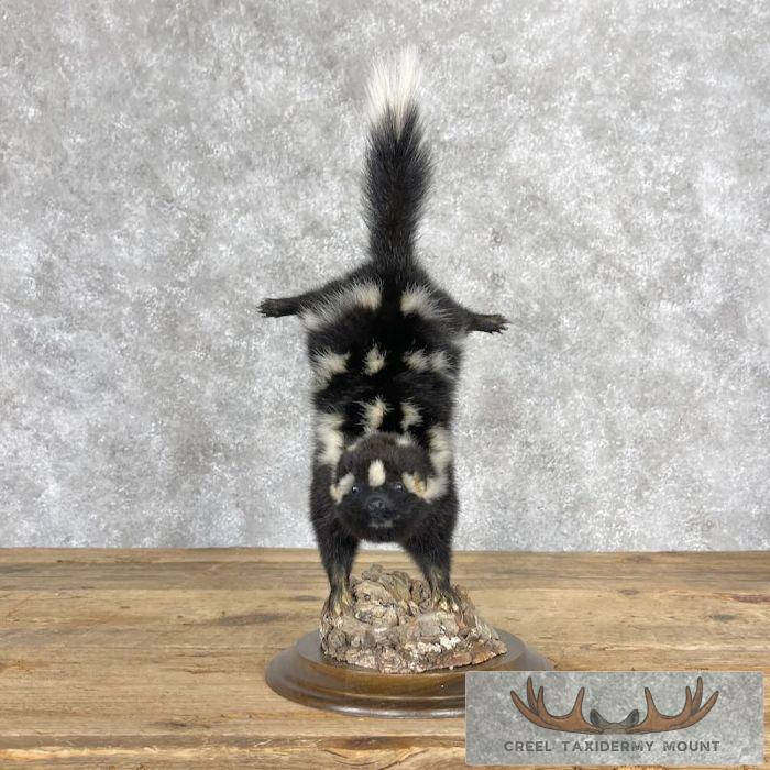 Eastern Spotted Skunk Life-Size Taxidermy Mount For Sale