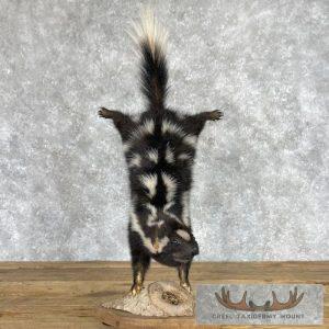 Eastern Spotted Skunk Life-Size Taxidermy Mount Taxidermy