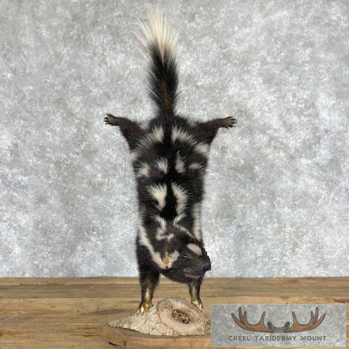 Eastern Spotted Skunk Life-Size Taxidermy Mount For Sale