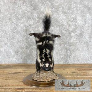 Eastern Spotted Skunk Life-Size Taxidermy Mount Taxidermy