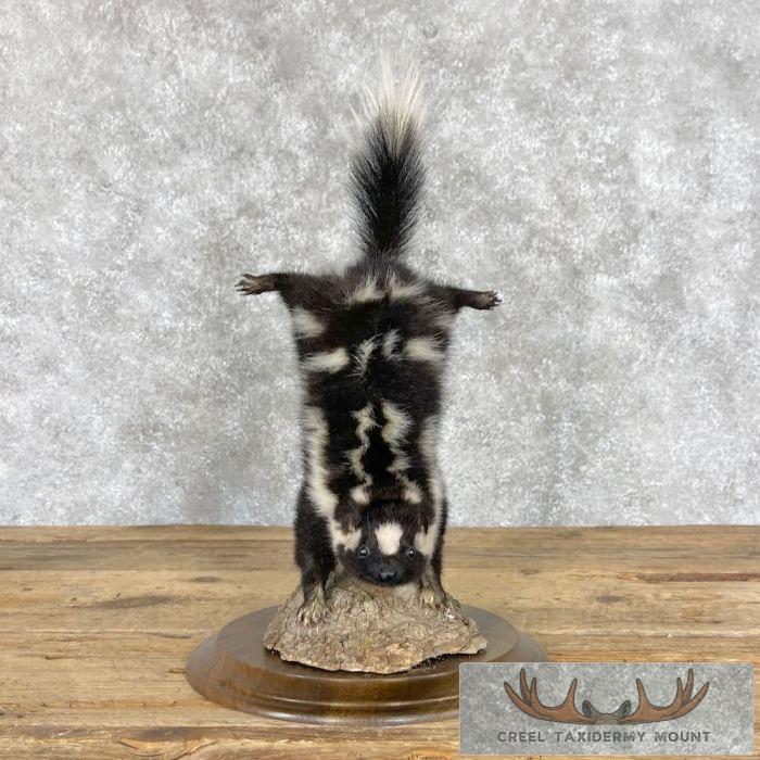 Eastern Spotted Skunk Life-Size Taxidermy Mount For Sale