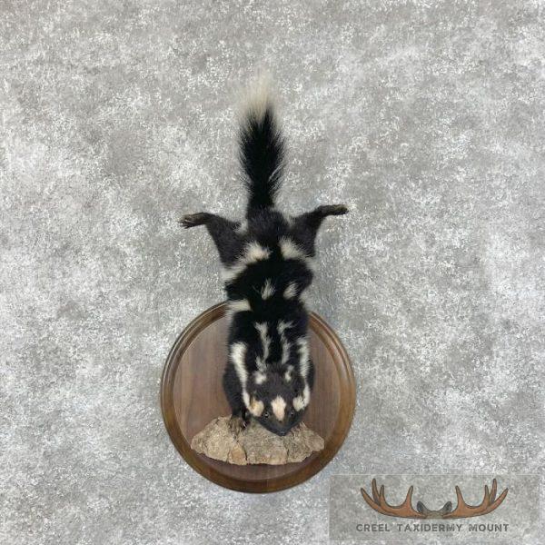 Eastern Spotted Skunk Life-Size Taxidermy Mount For Sale