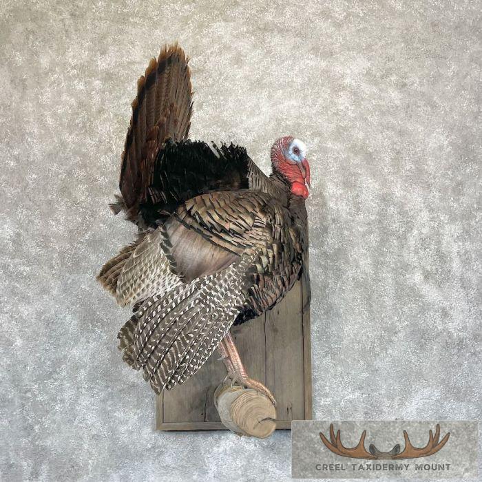 Eastern Turkey Taxidermy Bird Mount For Sale