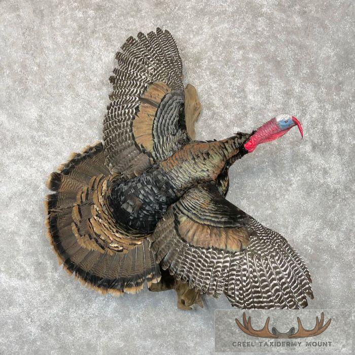Eastern Turkey Taxidermy Bird Mount For Sale