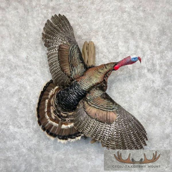 Eastern Turkey Taxidermy Bird Mount For Sale