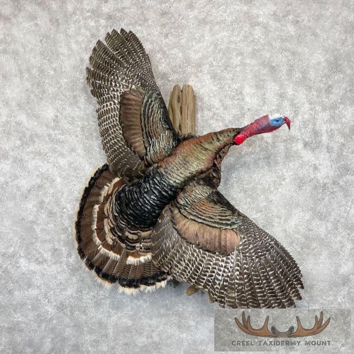 Eastern Turkey Taxidermy Bird Mount For Sale