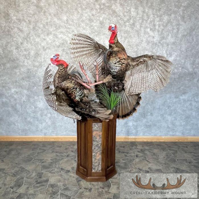 Eastern Turkey Scene Taxidermy Bird Mount For Sale