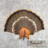 Eastern Wild Turkey Fan Taxidermy Mount For Sale