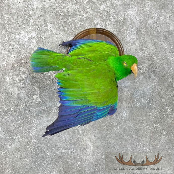 Eclectus Parrot Taxidermy Bird Mount For Sale