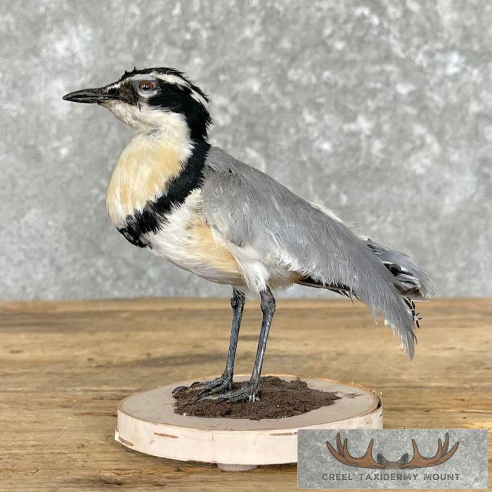 Egyptian Plover Taxidermy Bird Mount For Sale
