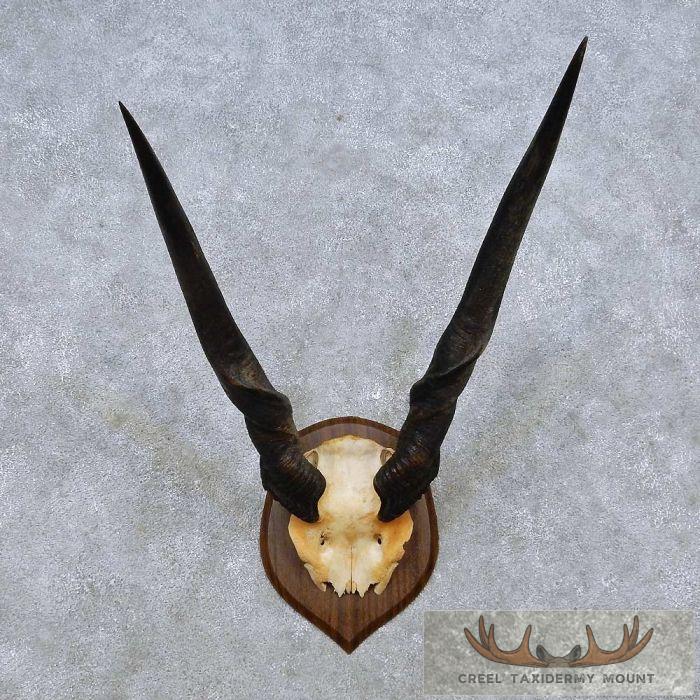 African Eland Horn Plaque Taxidermy Mount For Sale
