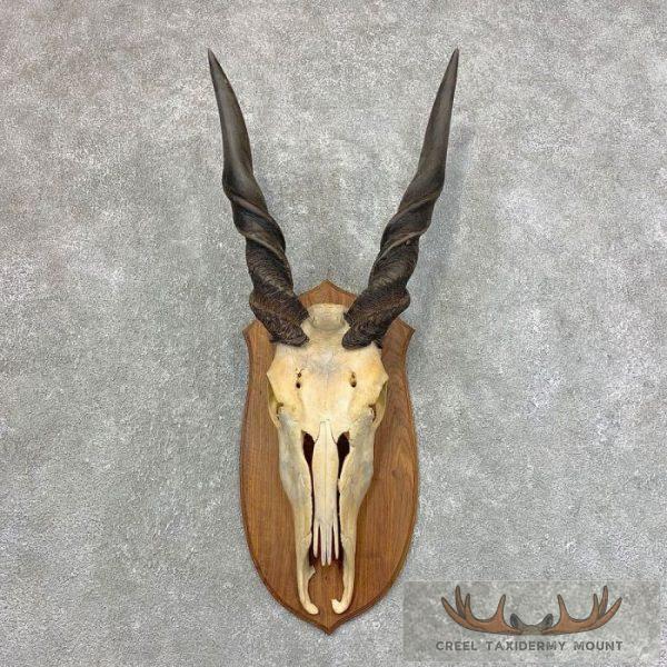 Eland Skull & Horn European Taxid For Sale | Creel Taxidermy