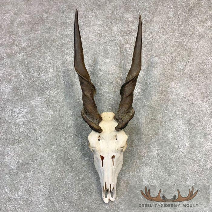 Eland Skull & Horn European Taxidermy Mount For Sale