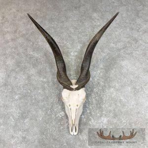 Eland Skull & Horn European Taxidermy Mount Taxidermy