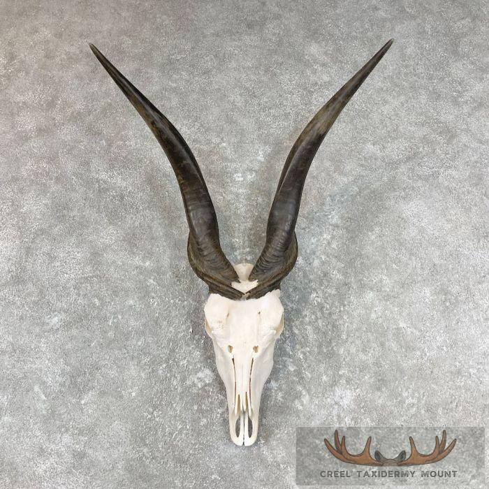 Eland Skull & Horn European Taxidermy Mount For Sale
