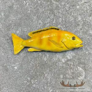 Electric Yellow Cichlid Fish Mount Taxidermy