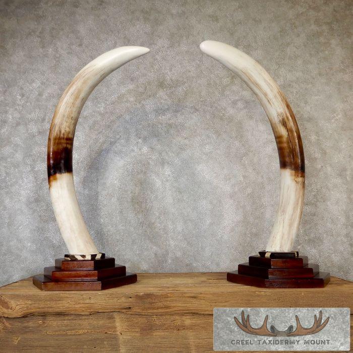 Elephant Tusk Replica Taxidermy Mount For Sale