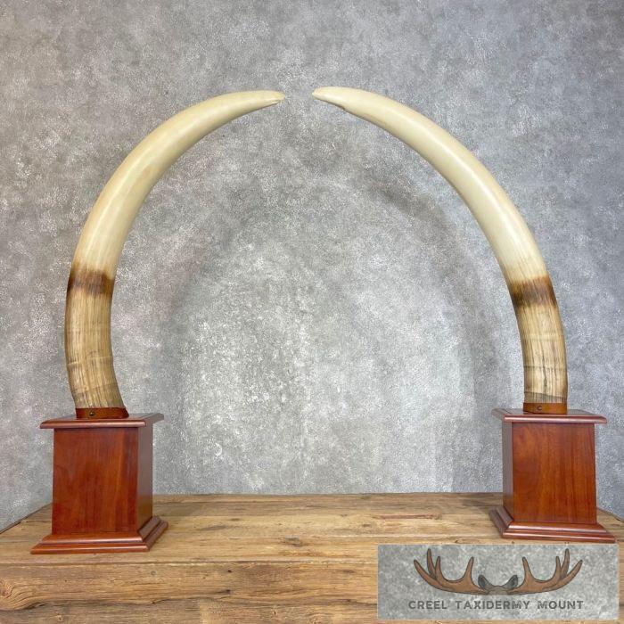 Elephant Tusk Replica Taxidermy Mount For Sale