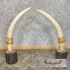 Elephant Tusk Replica Taxidermy Mount For Sale