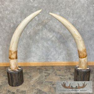 Elephant Tusk Replica Taxidermy Mount Taxidermy